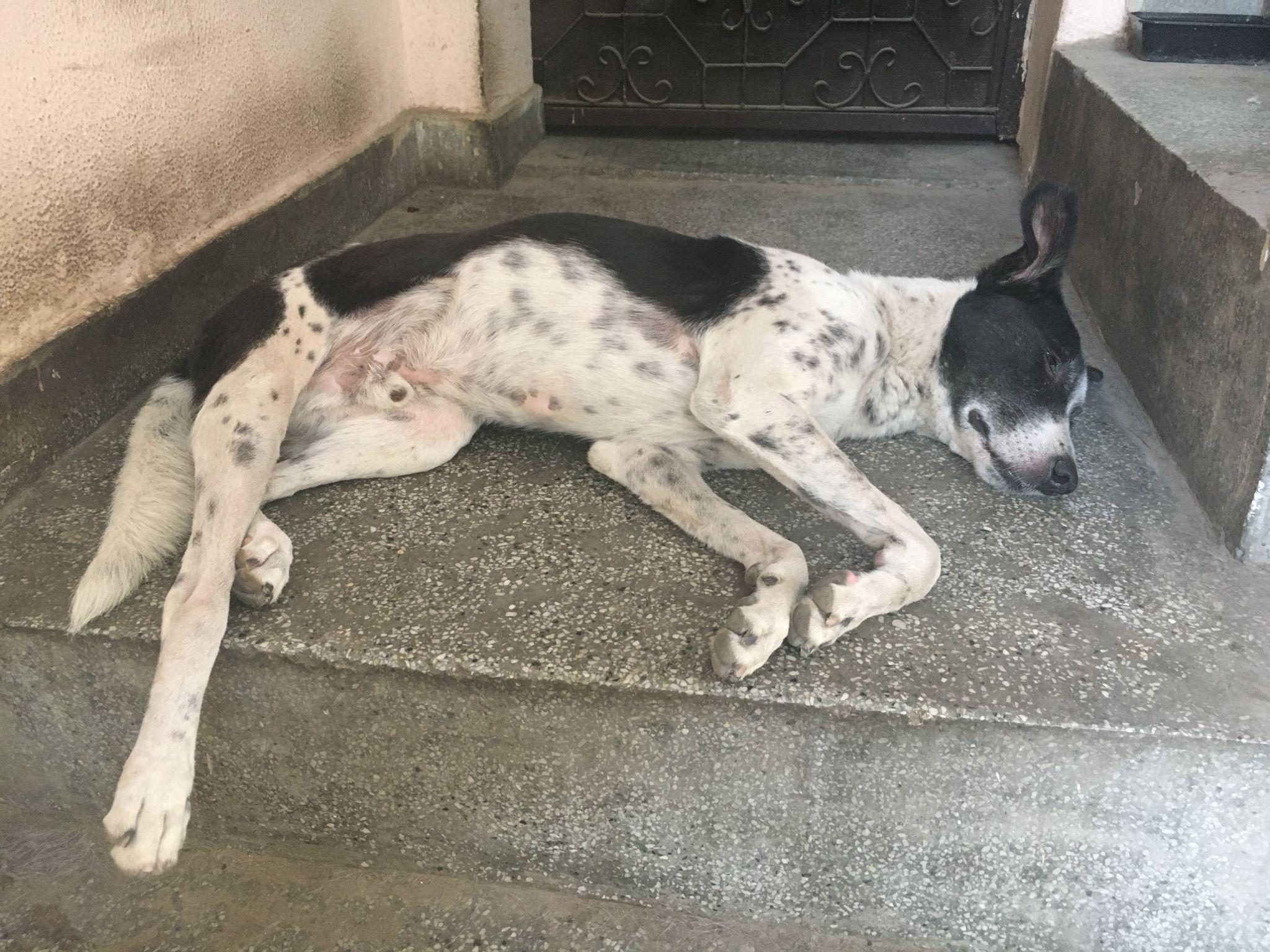 インド犬　多い